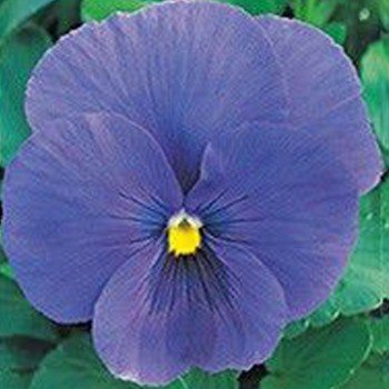 Династія Clear Blue насіння фіалки (Kitano Seeds)