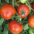 Джем F1 насіння помідора детермінантного (Ergon seeds)