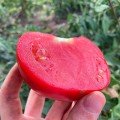 Джем F1 насіння помідора детермінантного (Ergon seeds)