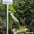 Екселент F1 насіння кукурудзи суперсолодкої Sh2 (Lark Seeds)