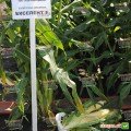 Екселент F1 насіння кукурудзи суперсолодкої Sh2 (Lark Seeds)