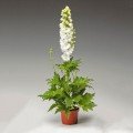 Екскалібур білий (white) насіння дельфініума (Syngenta)