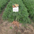 Елеганс F1 (Елеганза F1) (1,4-1,6) насіння моркви Нантес пізньої 120-130 дн. 18-23 см (Nunhems)