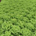 Еллін (Еллін) насіння салату тип Батавія дражоване (Esasem)