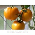 Елоу Чір F1 насіння томату напівдетермінантного (Dorsing Seeds)