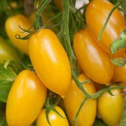 Елоу Слайс F1 насіння помідора індетермінантного (Dorsing Seeds)