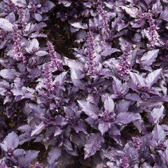 Ереванский семена базилика (GL Seeds)