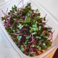 Фаворит (5 урожаев) набор семян микрозеленых (Agrocity)