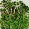 Фаворит (5 урожаев) набор семян микрозеленых (Agrocity)