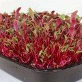 Фаворит (5 урожаев) набор семян микрозеленых (Agrocity)