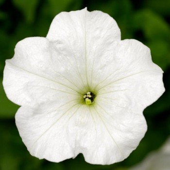 Фотофиниш F1 белая (white)