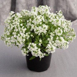 Гіга білий (white) насіння аліссума (Benary)