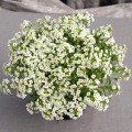 Гіга білий (white) насіння аліссума (Benary)