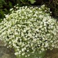 Гіпсі біла (white) насіння гіпсофіли (Sakata)