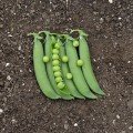 Глориверт насіння гороху овочевого (Syngenta)