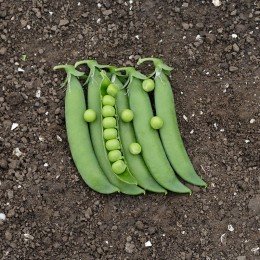 Глориверт насіння гороху овочевого (Syngenta)