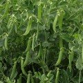 Глориверт насіння гороху овочевого (Syngenta)