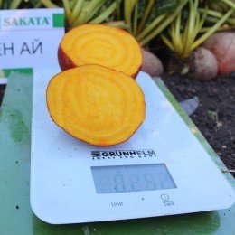 Голден Ай F1 семена свеклы столовой желтой (Sakata)