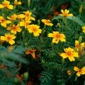 Голден Джем насіння чорнобривців тонколистих (Floragran)