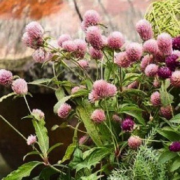 Гомфрена рожева (pink) насіння 60см (W.Legutko)