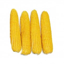 ГСС 36599 F1 (GSS 36599 F1) насіння кукурудзи (Syngenta)