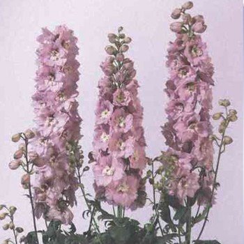 Икебана Cherry Blossom семена дельфиниума альпийского (Kitano Seeds)