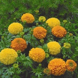 Інка 2 F1 суміш (mix) насіння чорнобривців (Syngenta)
