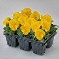 Інспаєр Плюс F1 жовта насіння віоли (Benary)