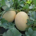 Аліша F1 (INX 1077 F1) насіння дині (Innova Seeds)