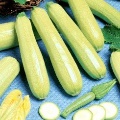 Итальянский длинный семена кабачка (яркая)