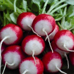 Ізабелла насіння редису (Satimex КЛ)