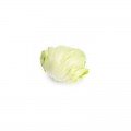 Изанас (Izanas) семена салата тип Айсберг дражированный (Rijk Zwaan)