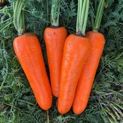 Йорк F1 (1,6-1,8) семян моркови (Lark Seeds)