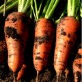 Йорк F1 (1,6-1,8) насіння моркви (Lark Seeds)