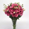 Кан Кан F1 (Can Can F1) carmine rose насіння еустоми на зріз махр. (Pan American)