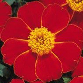 Карнавал Red (красные) семян бархатцев французских (Kitano Seeds)