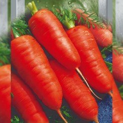 Каротель насіння моркви (Seedera)