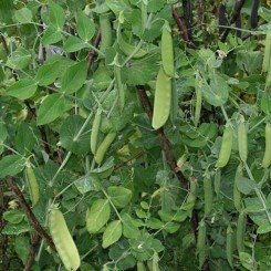 Карубы семян гороха (Satimex)