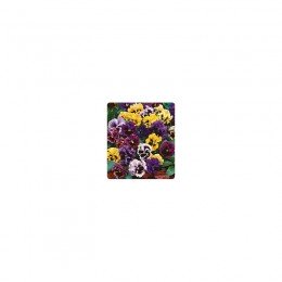 Карусель Formula mix семена фиалки (Kitano Seeds)