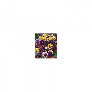 Карусель Formula mix семена фиалки (Kitano Seeds)
