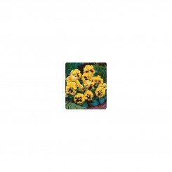 Карусель Yellow (желтая) семена фиалки (Kitano Seeds)