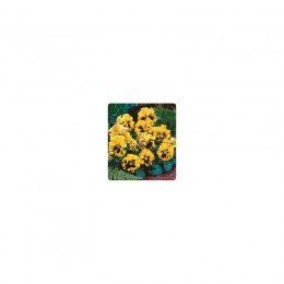 Карусель Yellow (желтая) семена фиалки (Kitano Seeds)