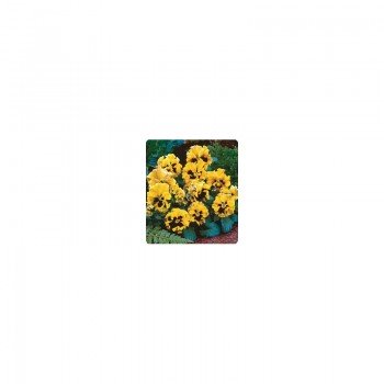 Карусель Yellow (желтая) семена фиалки (Kitano Seeds)