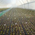 Касета для розсади Голландський стандарт 32 осередка (59х110х20) без піддону, 54х28см (Agreen)