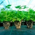 Касета для розсади Голландський стандарт 32 осередка (59х110х20) без піддону, 54х28см (Agreen)