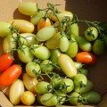 Коваліна Россо F1 насіння томату детермінантного коктейлю (Cora Seeds)