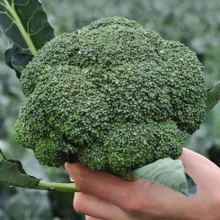 Кеззі F1 (Кезі) насіння капусти броколі (Kitano Seeds)