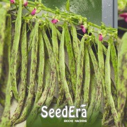 Хіменез насіння квасолі спаржевої (Seedera)