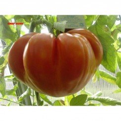 Кинг-конг семян помидора индетерминантного (GL Seeds)