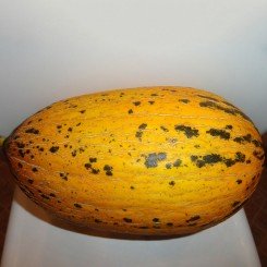 Киркаач семян дыни (BT Tohum)